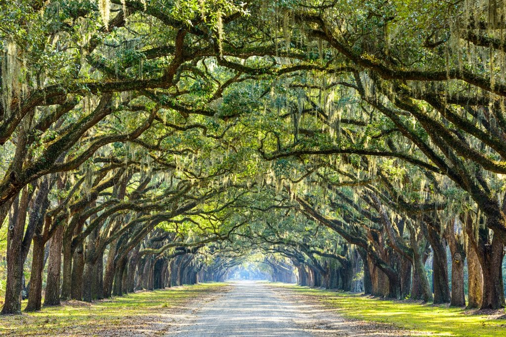 Eikenlaan met Spaans mos in Savannah, Georgia