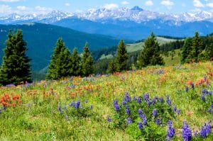 Alpenweide met wilde bloemen bij Vail Colorado