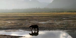 Beer aan waterkant tijdens Chinitna Bay Bear Viewing