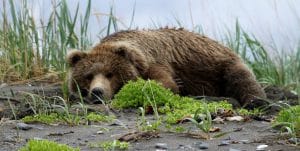 Bruine beer in gras tijdens Chinitna Bay Bear Viewing