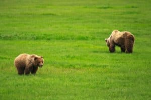Twee beren in grasveld tijdens Chinitna Bay Bear Viewing