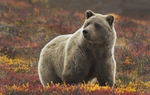 Grizzlybeer close-up in Denali National Park Alaska