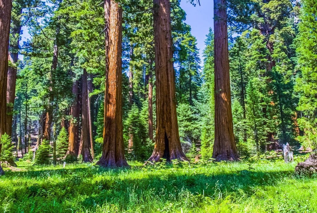Reuzensequoia's in Yosemite National Park, Mariposa California