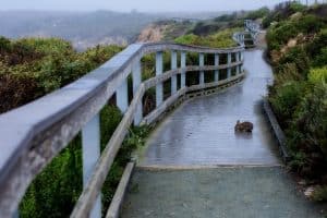 Houten wandelpad in San Simeon, California