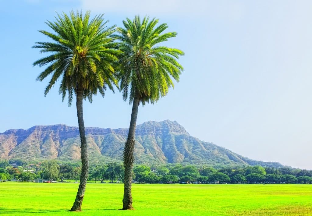 Twee palmbomen in Honolulu met Diamond Head op achtergrond