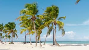 Wit strand met palmbomen op Lanai Hawaii