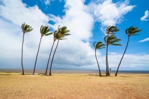 Palmbomen aan kustlijn van Molokai Hawaii