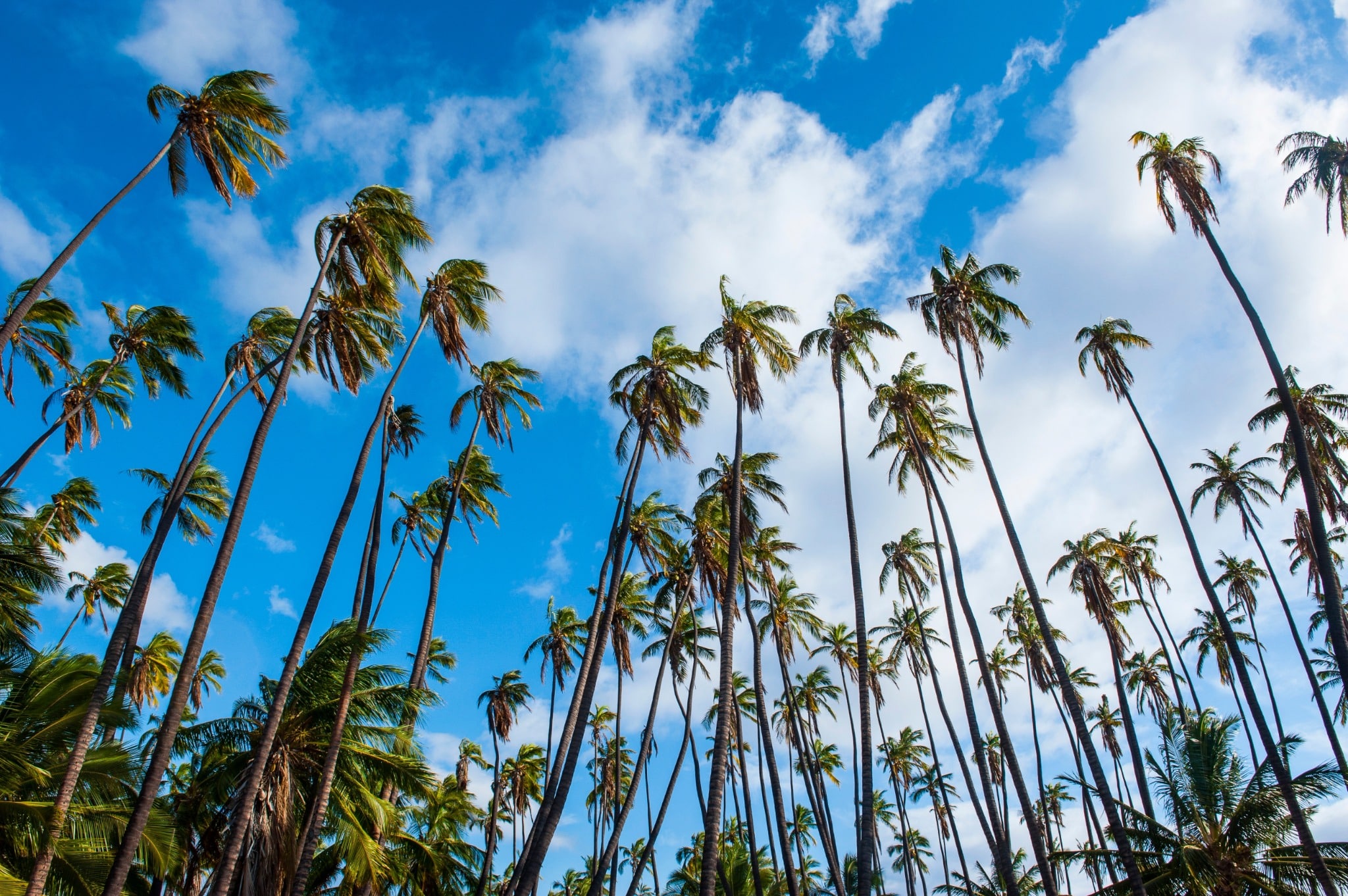 Rijen palmbomen op Molokai Hawaii