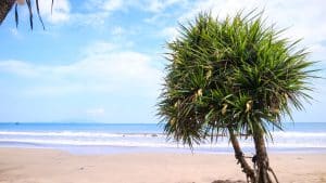Pandanusboom op strand van Wailea Makena Hawaii