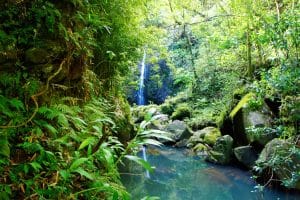 Kleine waterval in een bamboebos op Maui, Hawaii