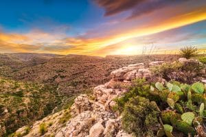 Cactussen bij zonsopkomst in Carlsbad, New Mexico