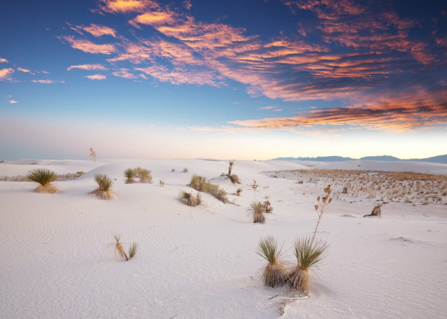 Zandduinen met planten in White Sands National Park, New Mexico