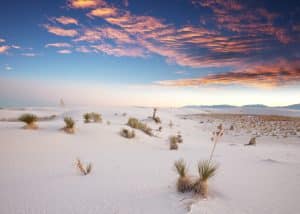 Zandduinen met planten in White Sands National Park, New Mexico