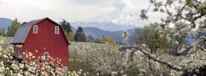 Rode schuur met Mount Hood op achtergrond in Oregon