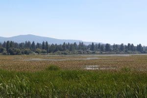 Meren en bossen in Klamath Falls, Oregon