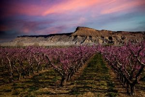 Perzikboomgaard in bloei bij Grand Junction, Colorado