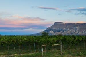 Wijngaard met plateau in Grand Junction, Colorado