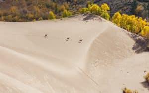 Herten lopen over zandduinen in Great Sand Dunes