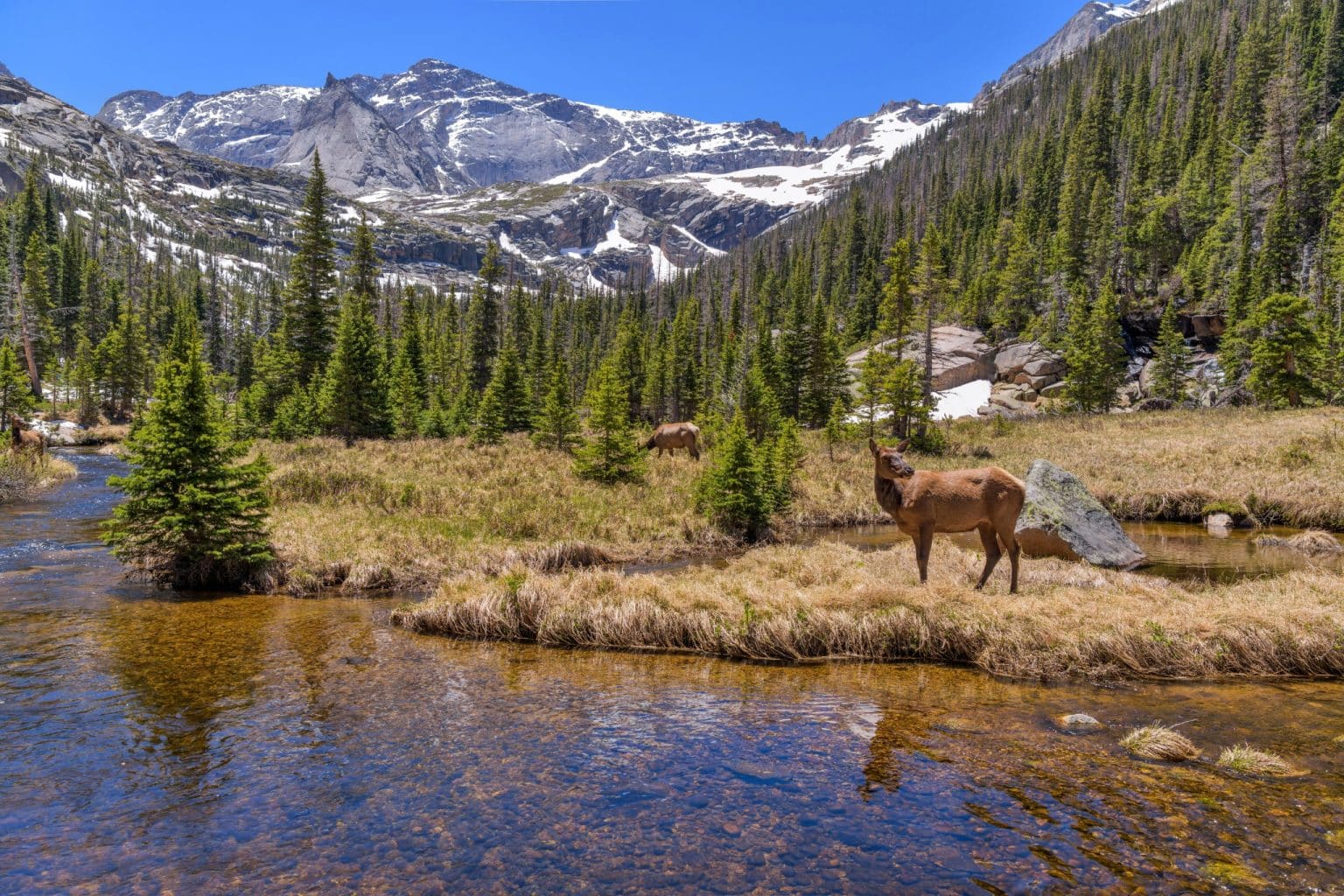 Elanden in Rocky Mountain National Park Colorado bij beekje