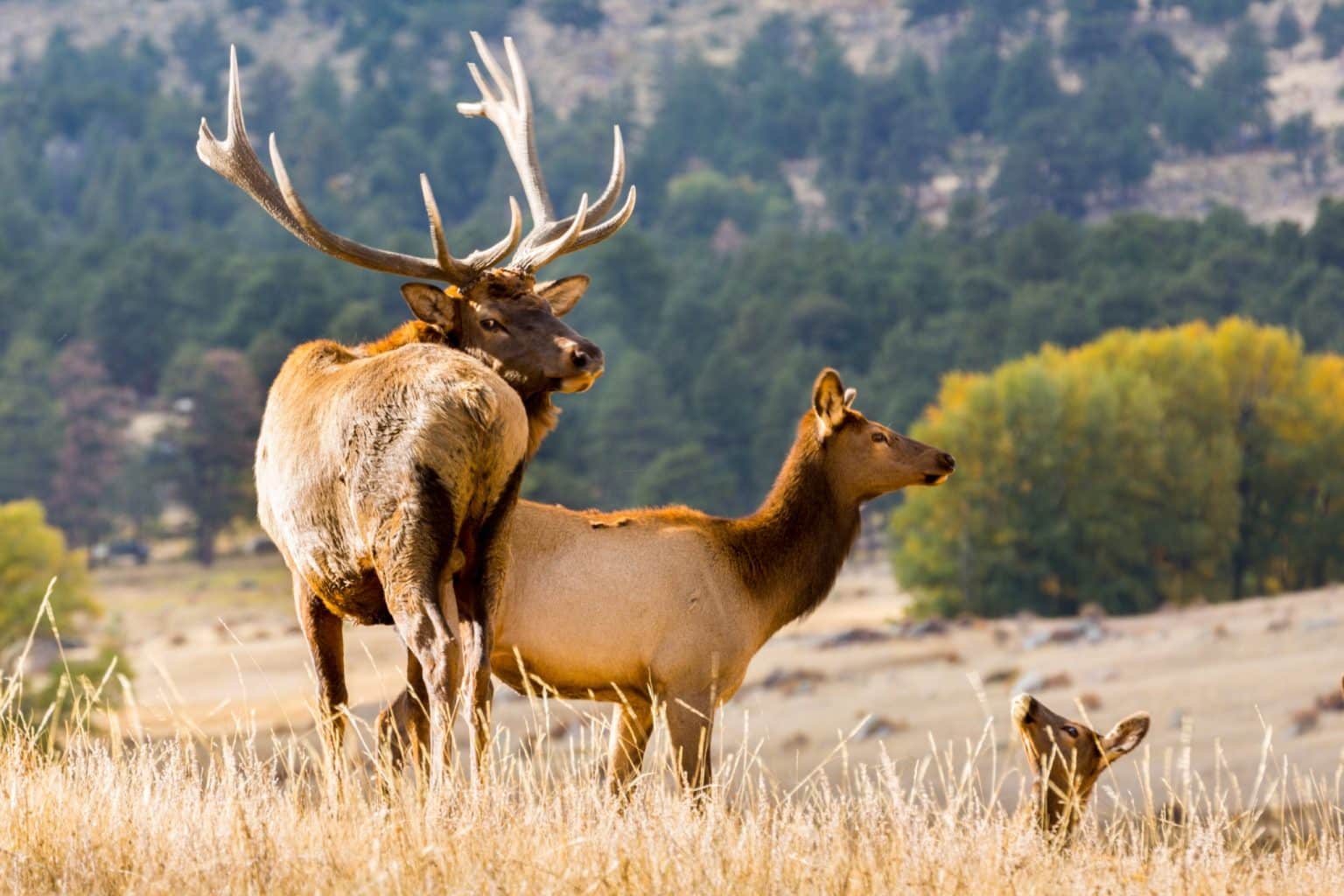 Wapiti herten in grasveld in Colorado