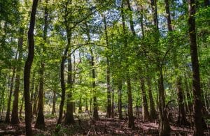 Bos met zonlicht in Congaree National Park South Carolina
