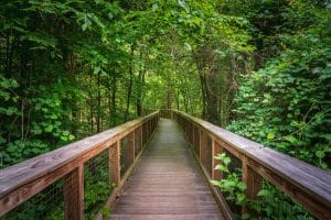 Houten wandelpad in Congaree National Park South Carolina