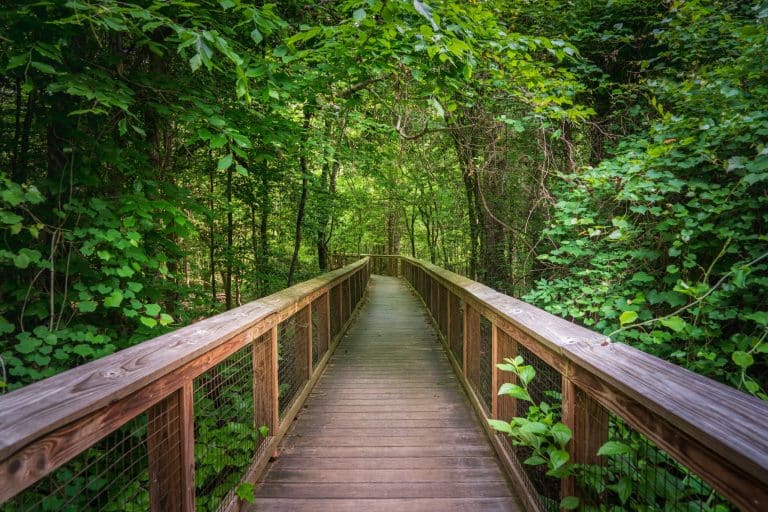 Houten wandelpad in Congaree National Park South Carolina