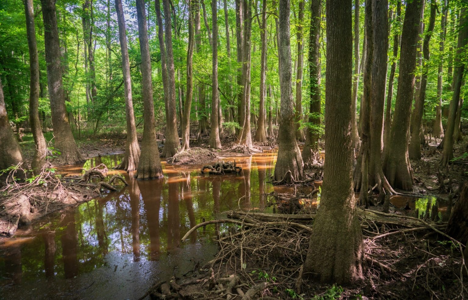 Moerasbos met cypressen in Congaree National Park South Carolina