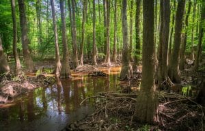 Moerasbos met cypressen in Congaree National Park South Carolina