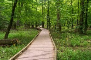 Houten wandelpad tussen bomen in Congaree National Park South Carolina