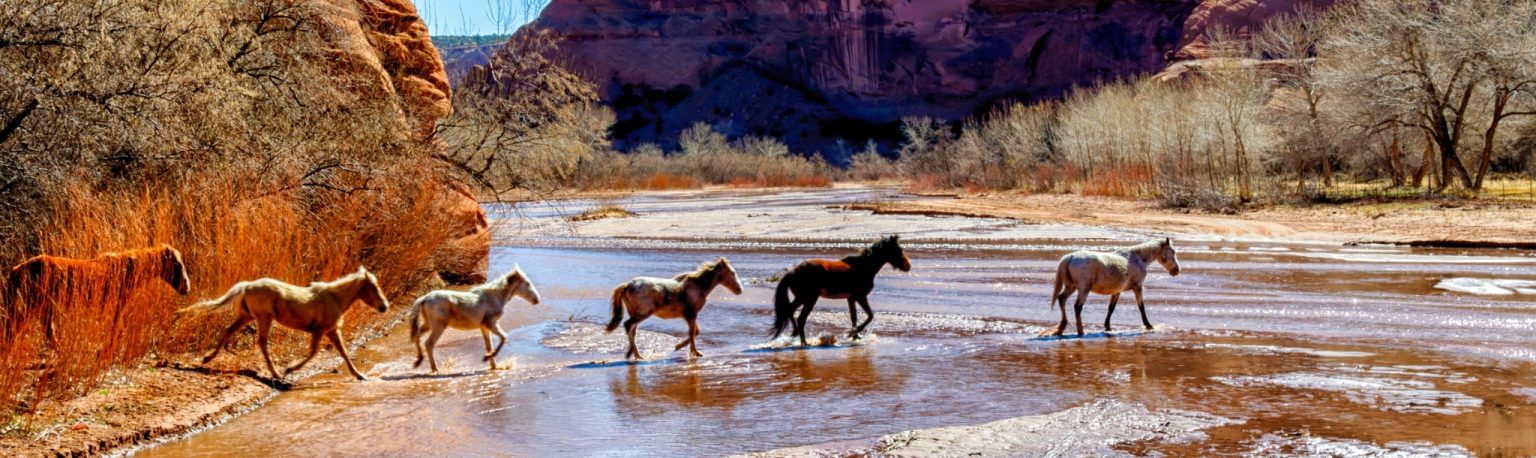 Wilde paarden in rivierbedding in Canyon de Chelly, Arizona