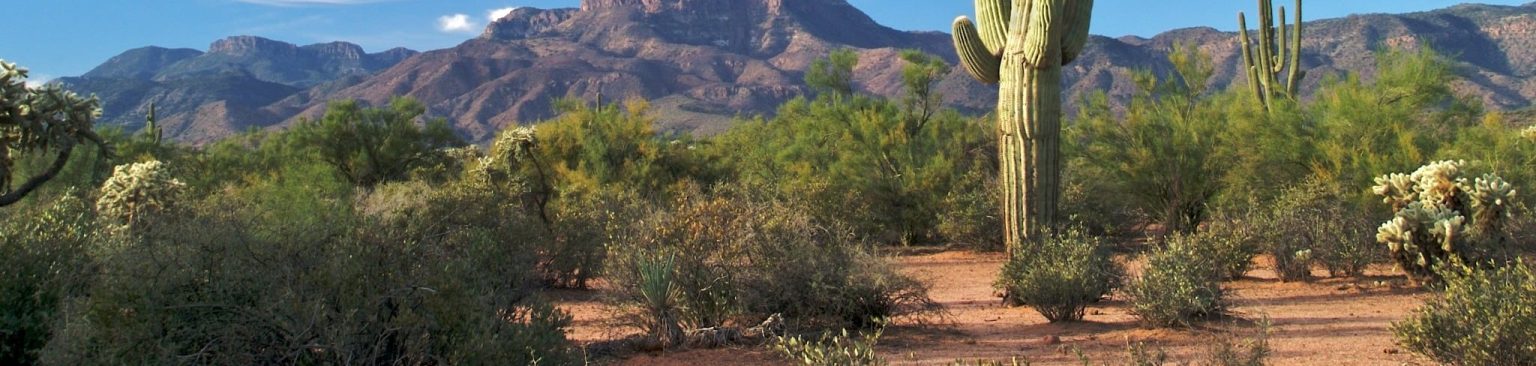 Saguaro cactus in de woestijn bij Mesa, Arizona