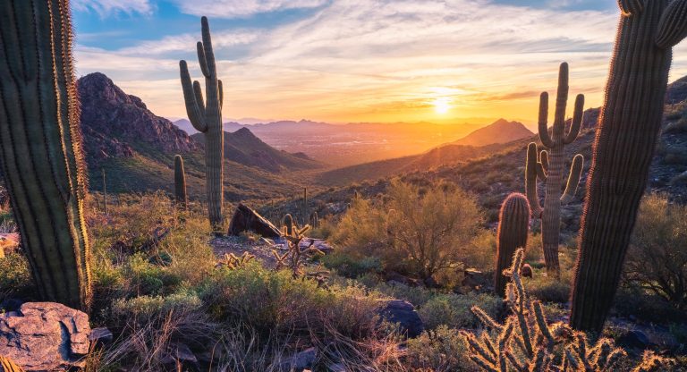 Cactussen in Sonorawoestijn bij Scottsdale Arizona