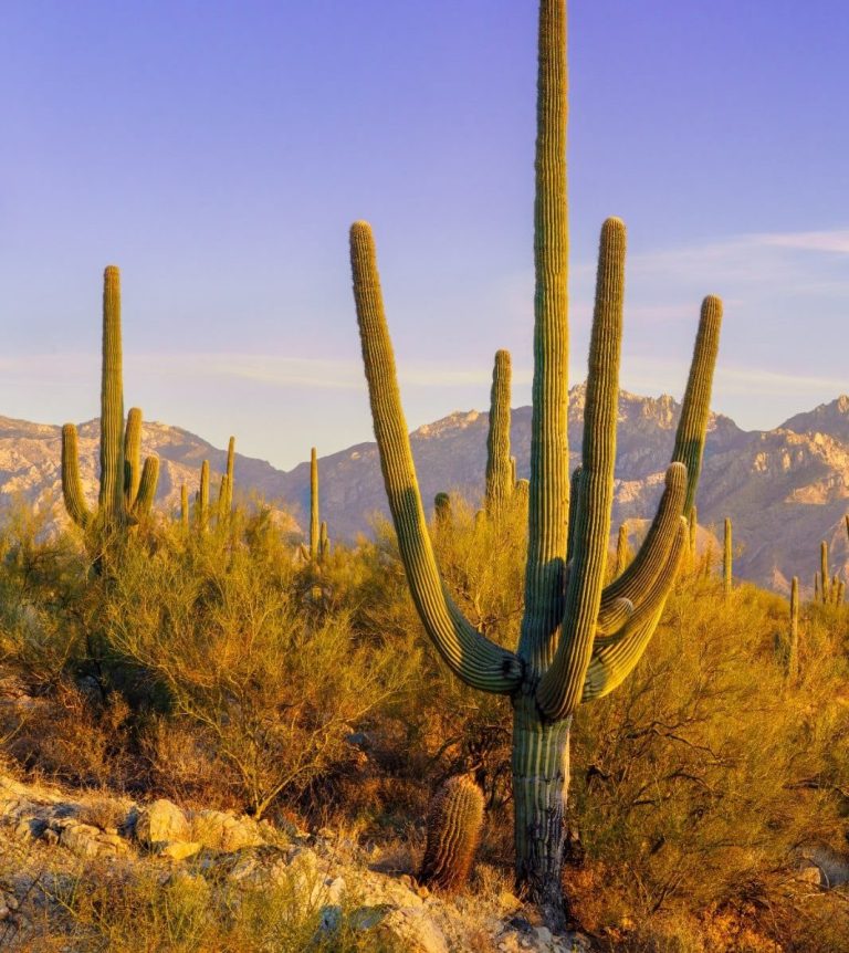 Saguaro cactussen bij Tucson Arizona