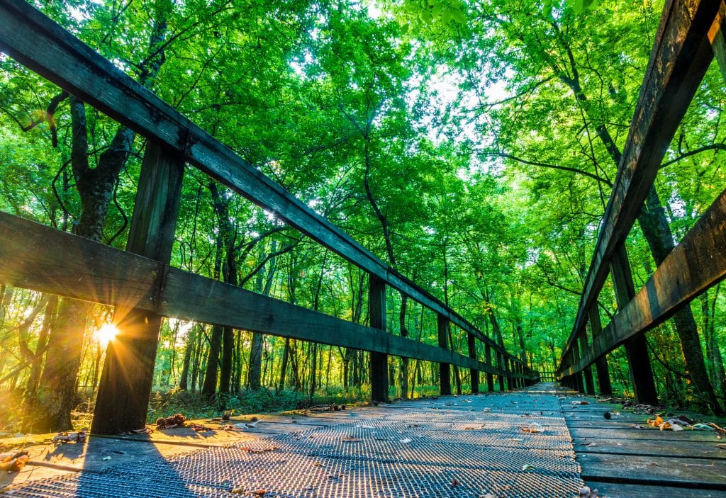 Wandelpad in bos bij Natchez, Mississippi
