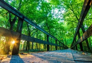 Wandelpad in bos bij Natchez, Mississippi