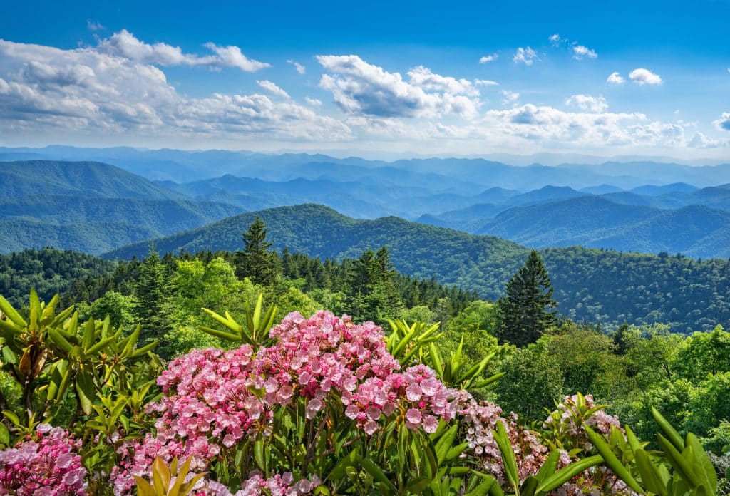 Uitzicht op Blue Ridge Mountains met bloemen, North Carolina