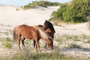 Wilde paarden op Outer Banks North Carolina aan het strand