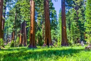 Reuzensequoia's in Yosemite National Park, Mariposa California