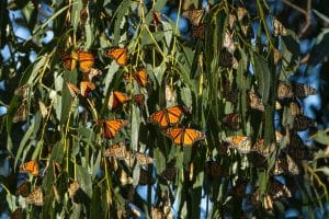 Monarchvlinders in Pismo Beach, Californië