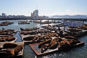 Zeeleeuwen op Pier 39 in San Francisco, California