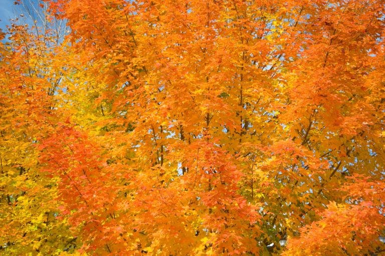 Herfstbladeren in Middlebury Vermont in detail