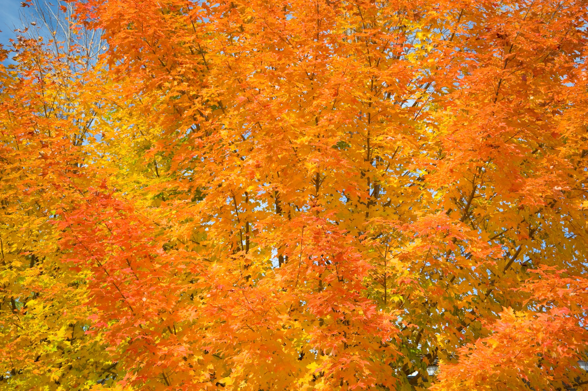 Herfstbladeren in Middlebury Vermont in detail