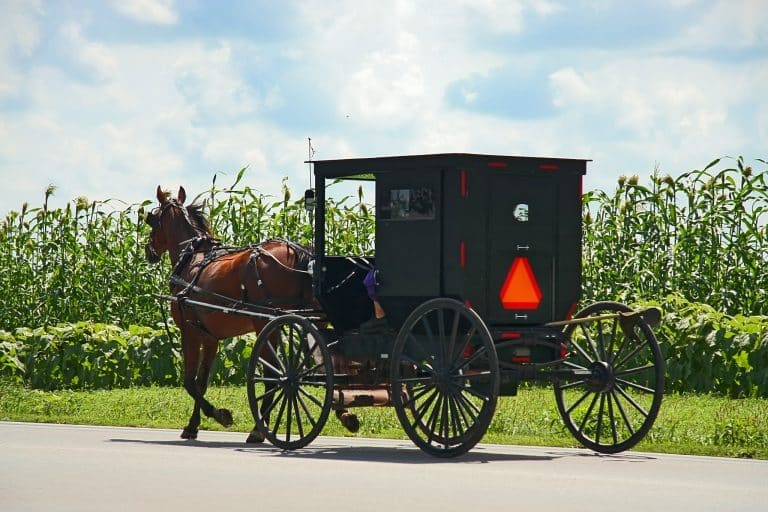 Amish koets op weg langs maïsveld in Lancaster Pennsylvania