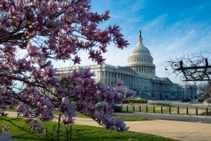 Capitol in Washington D.C. met bloesem