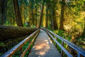 Houten wandelpad door bos in Mount Rainier National Park Washington