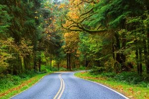 Bosweg in herfstkleuren Olympic National Park Washington