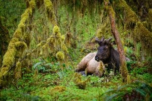 Eland in regenwoud Olympic National Park Washington