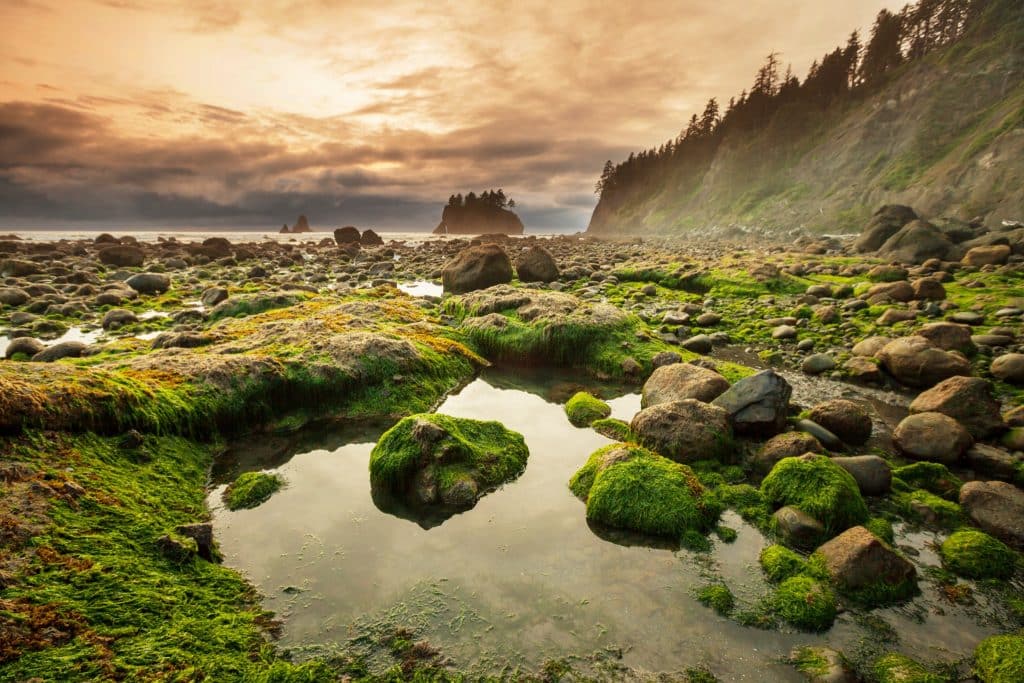 Noord-West Amerika - Getijdenpoelen en rotspunten Olympic National Park Washington
