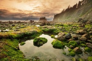 Noord-West Amerika - Getijdenpoelen en rotspunten Olympic National Park Washington